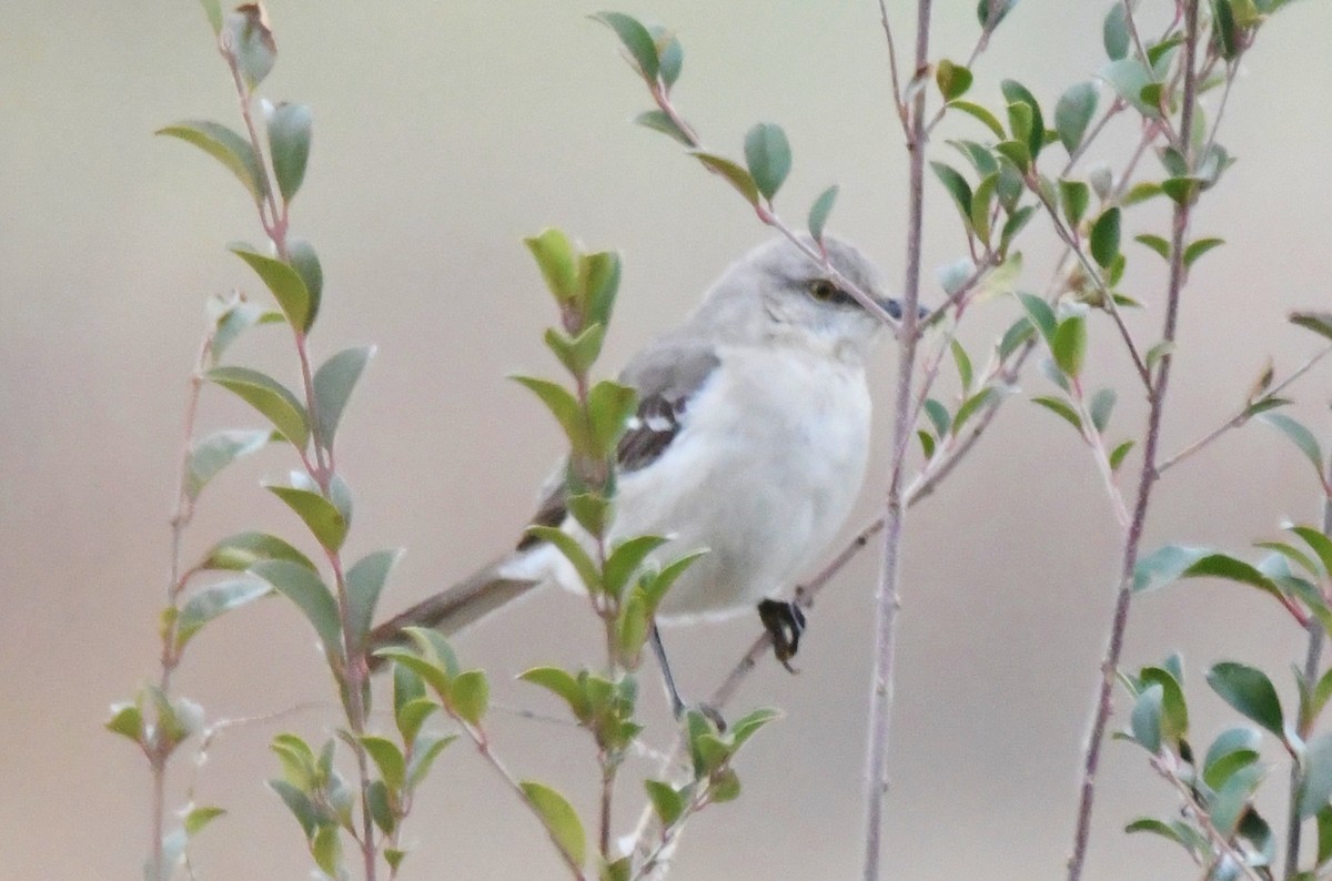 Northern Mockingbird - ML83635791