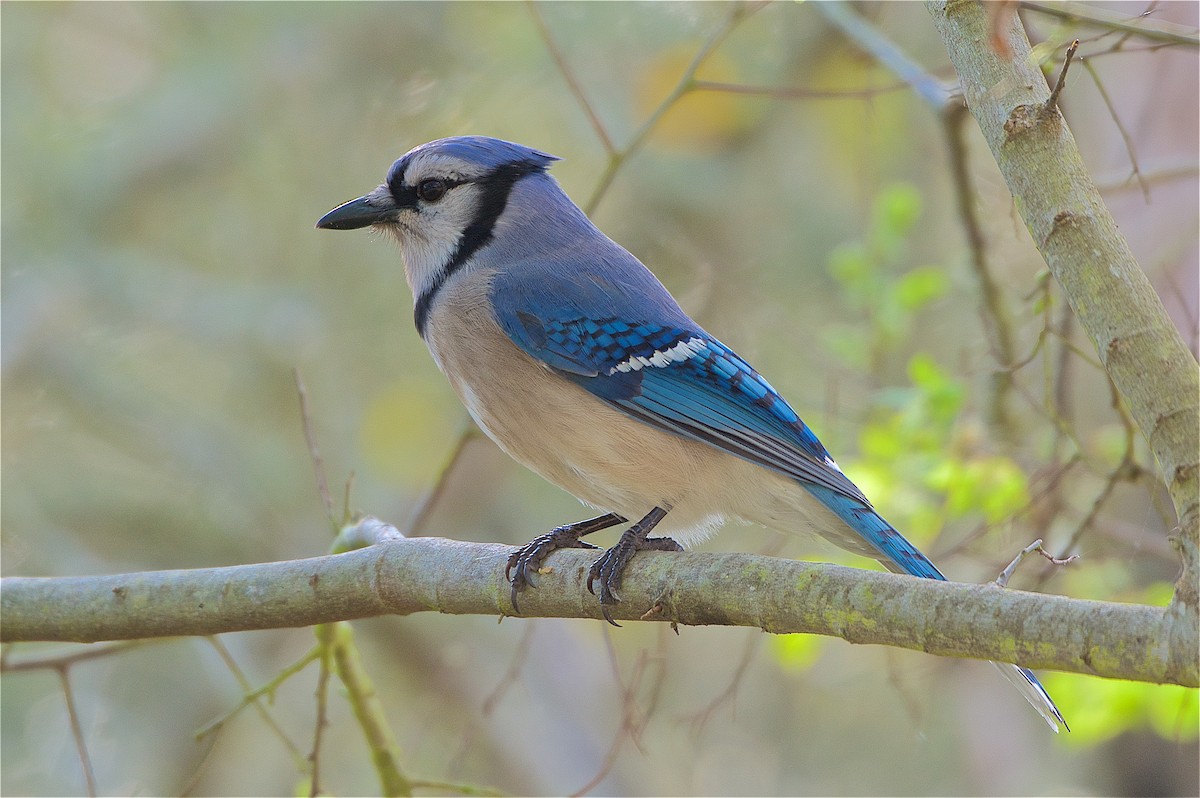 Blue Jay - Harlan Stewart