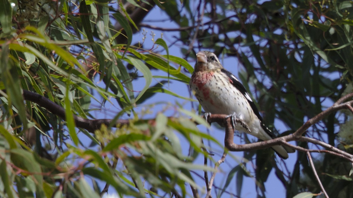 Rose-breasted Grosbeak - ML83637471