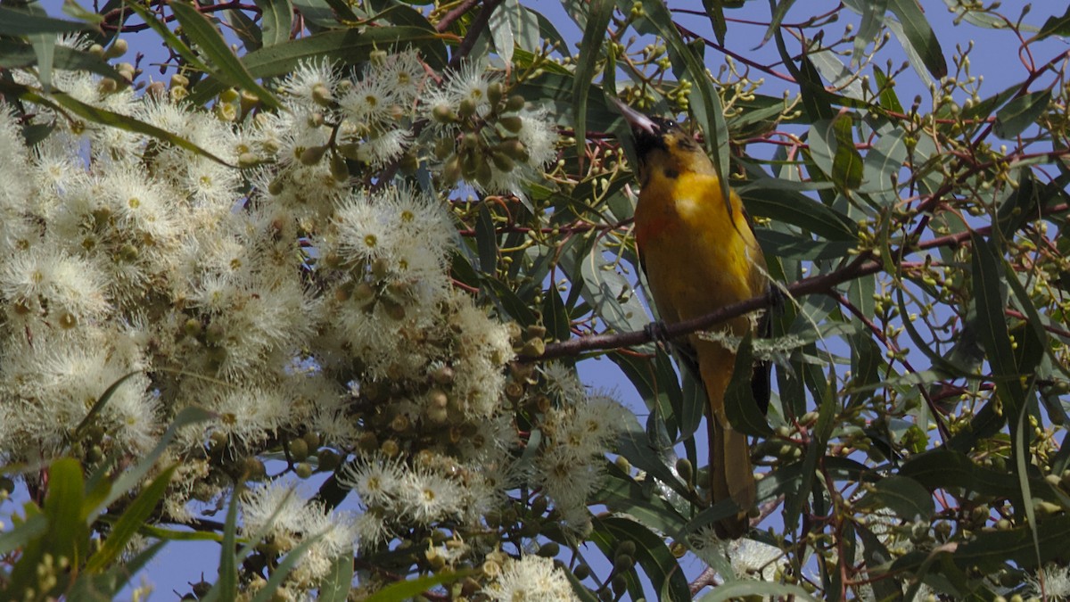 Baltimore Oriole - ML83637761