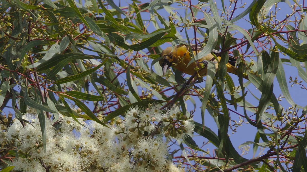 Baltimore Oriole - ML83637781