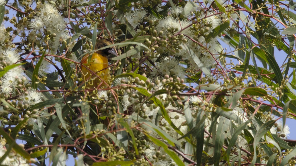 Baltimore Oriole - ML83637801