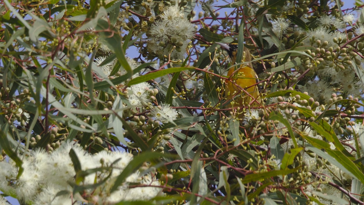 Baltimore Oriole - ML83637811