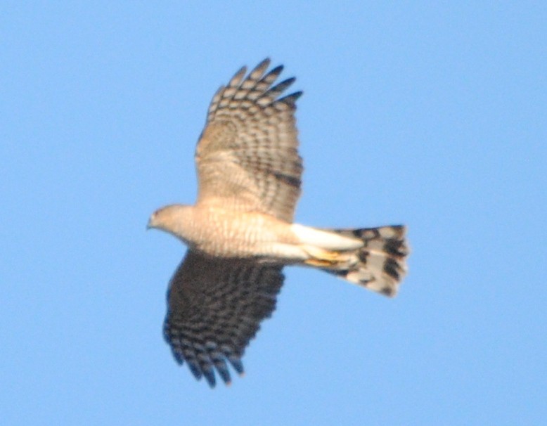 Sharp-shinned Hawk - ML83637931