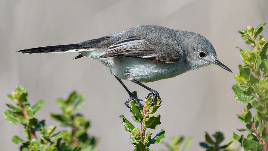 Gobemoucheron gris-bleu - ML83639451