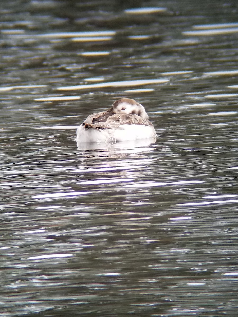 Long-tailed Duck - Anonymous