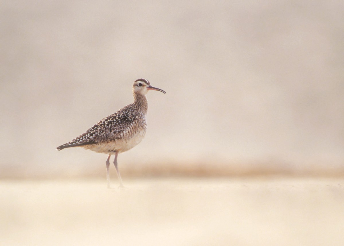 Little Curlew - ML83643431