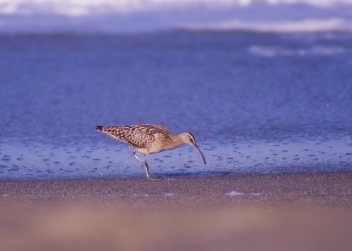 Bristle-thighed Curlew - ML83644491