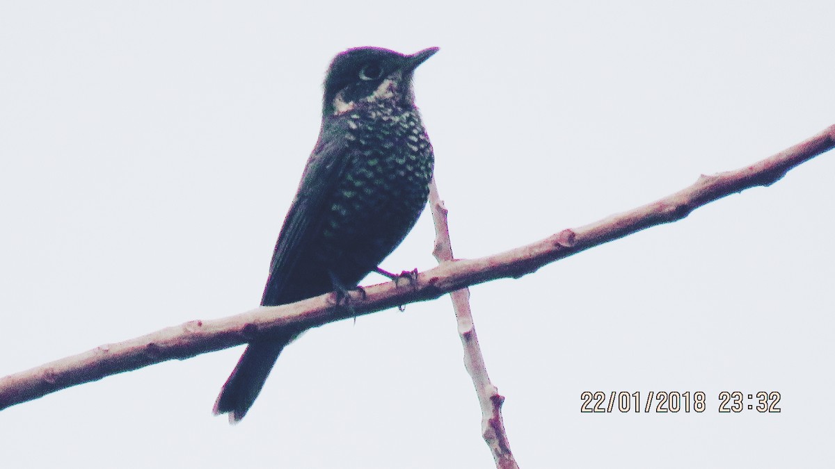 Chestnut-bellied Rock-Thrush - ML83645911