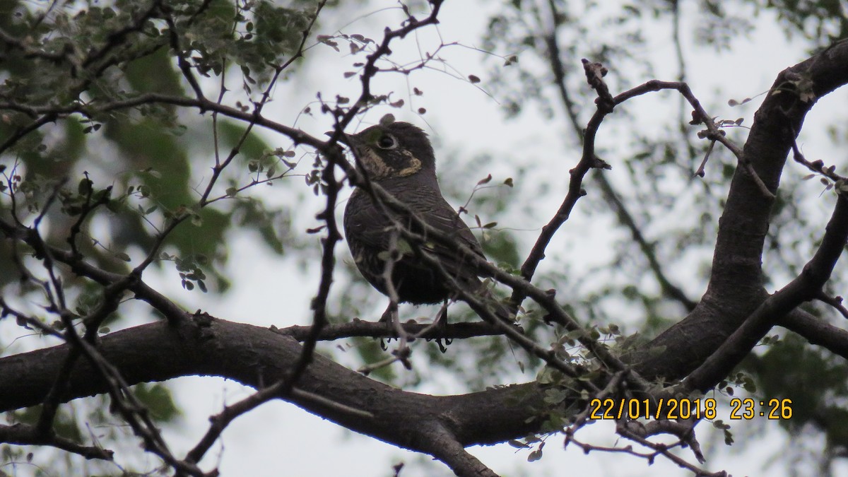 Chestnut-bellied Rock-Thrush - ML83646541