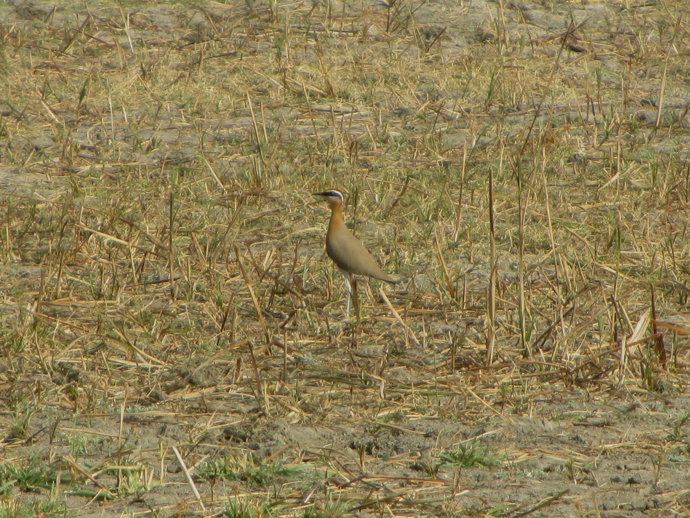 Indian Courser - Sivakumar Swaminathan