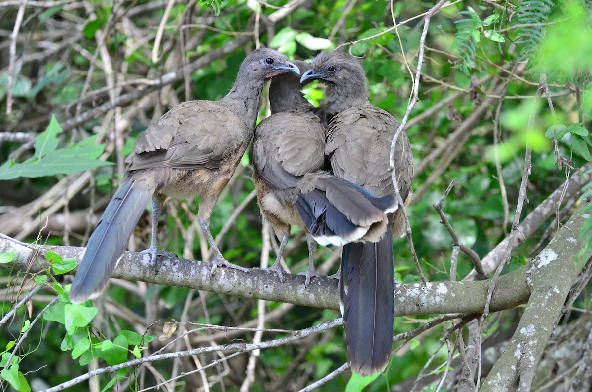 Plain Chachalaca - Steve Tucker