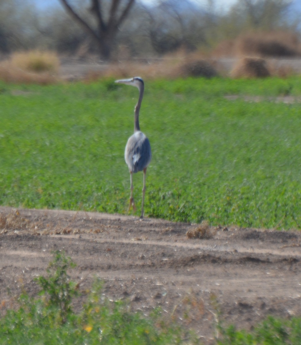 Great Blue Heron - Nancy Miller