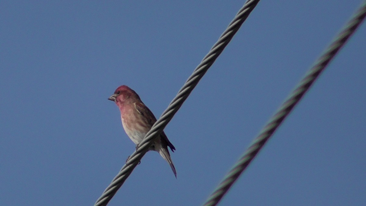 Purple Finch - Russell Peck