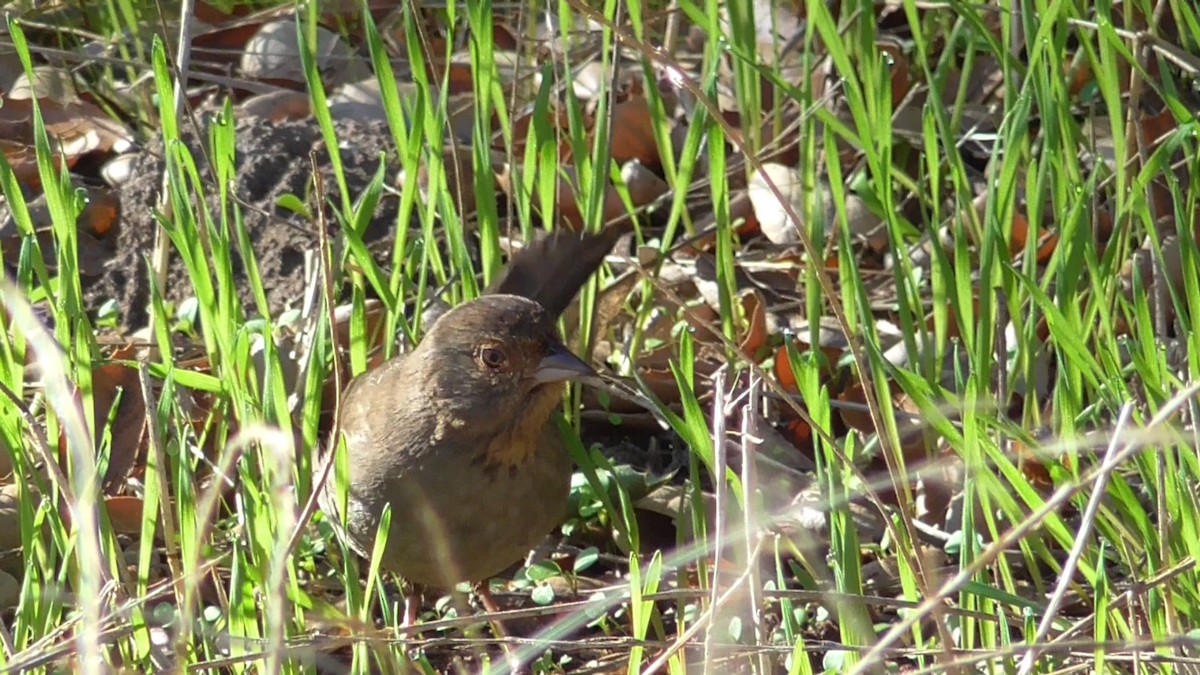 California Towhee - ML83652171