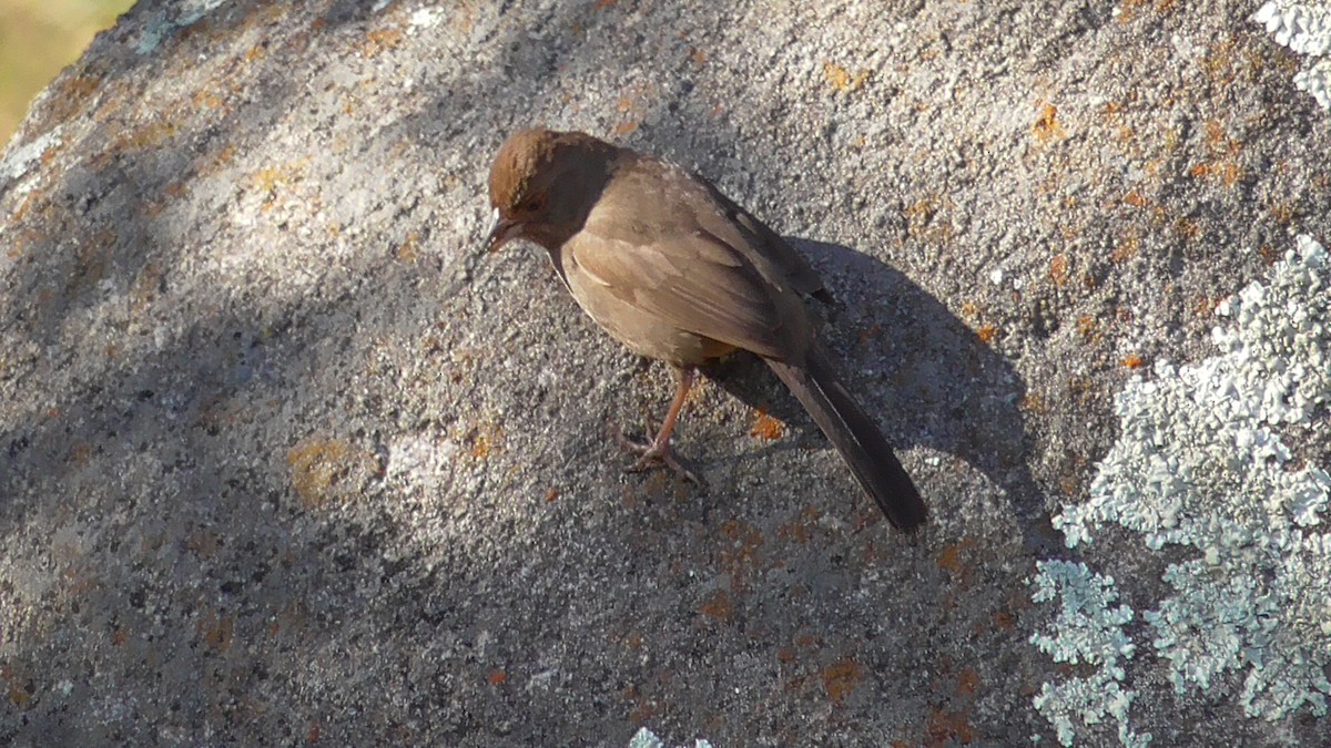 California Towhee - ML83652191