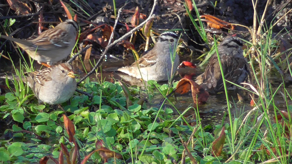 White-crowned Sparrow - Russell Peck