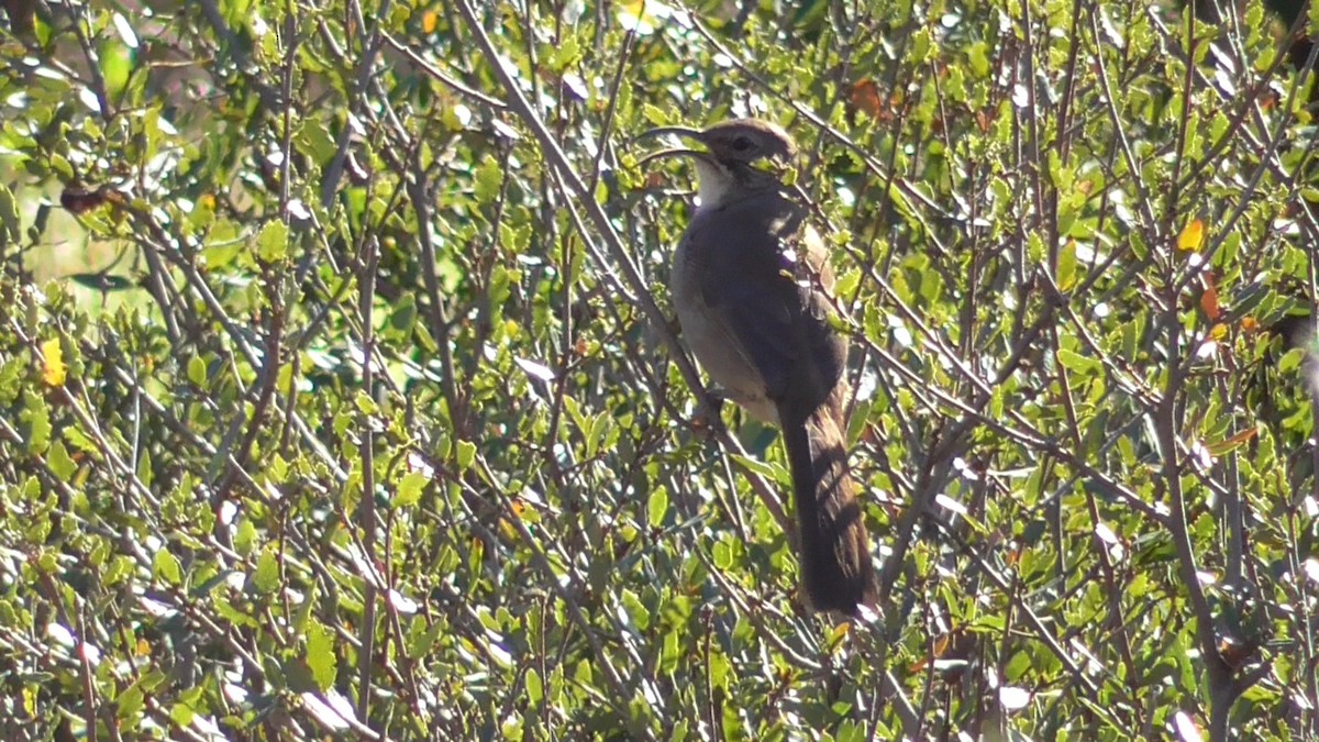 California Thrasher - Russell Peck