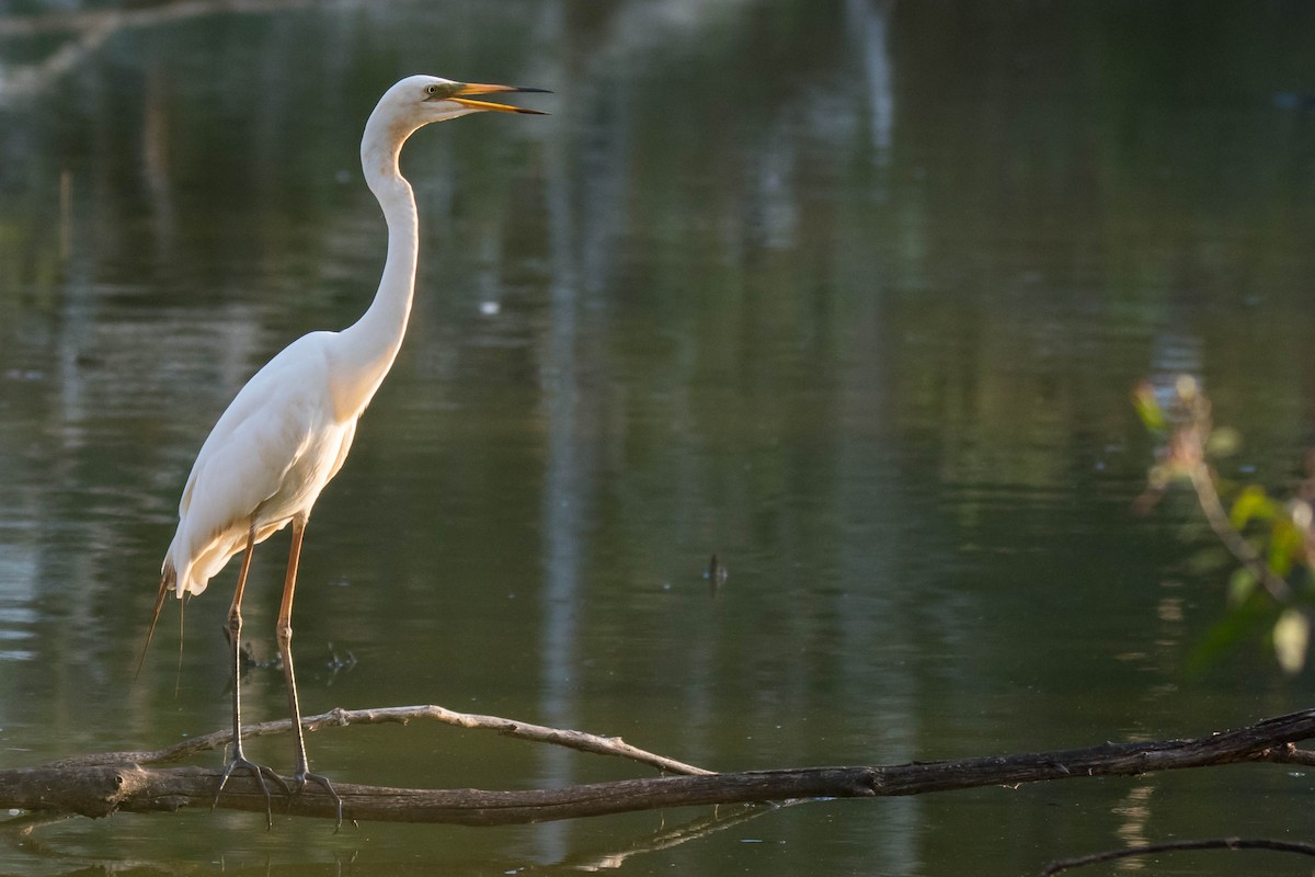 Great Egret - Hayley Alexander