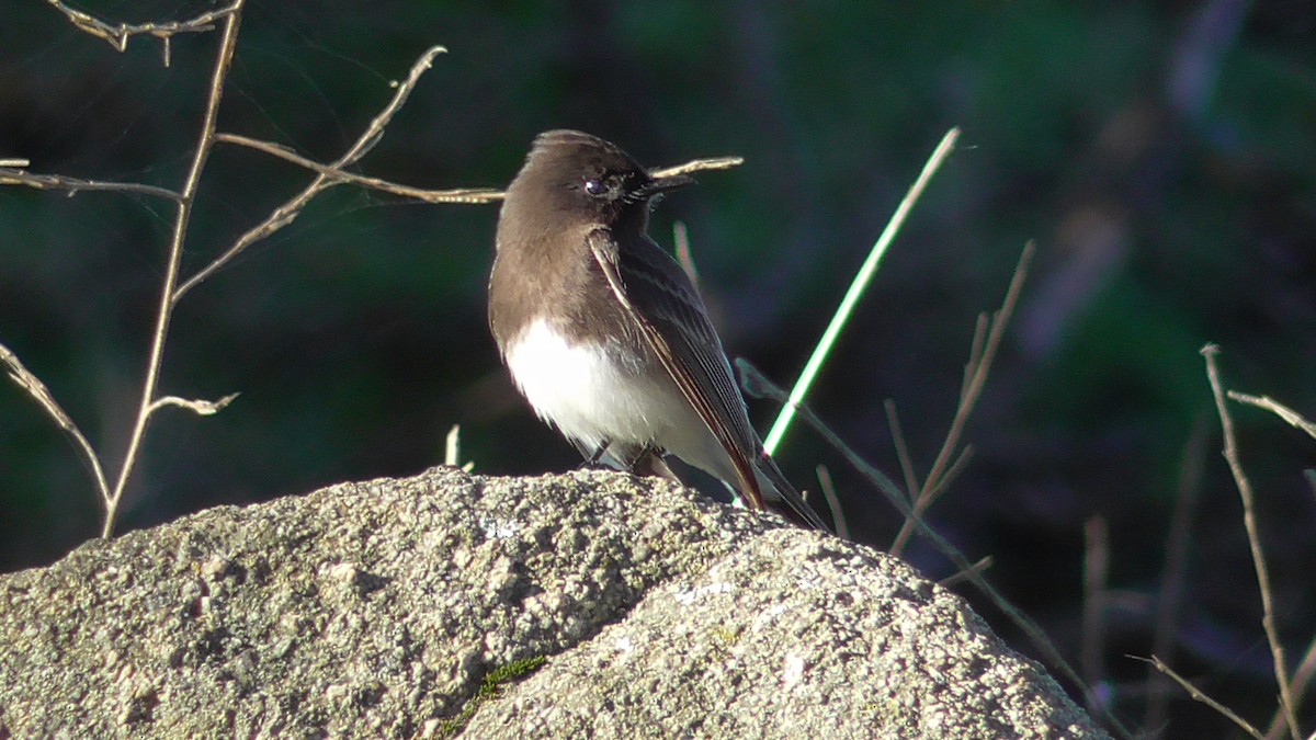 Black Phoebe - Russell Peck