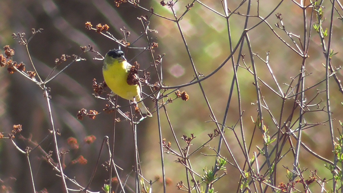 Lesser Goldfinch - ML83652431