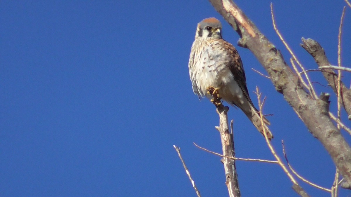 American Kestrel - Russell Peck