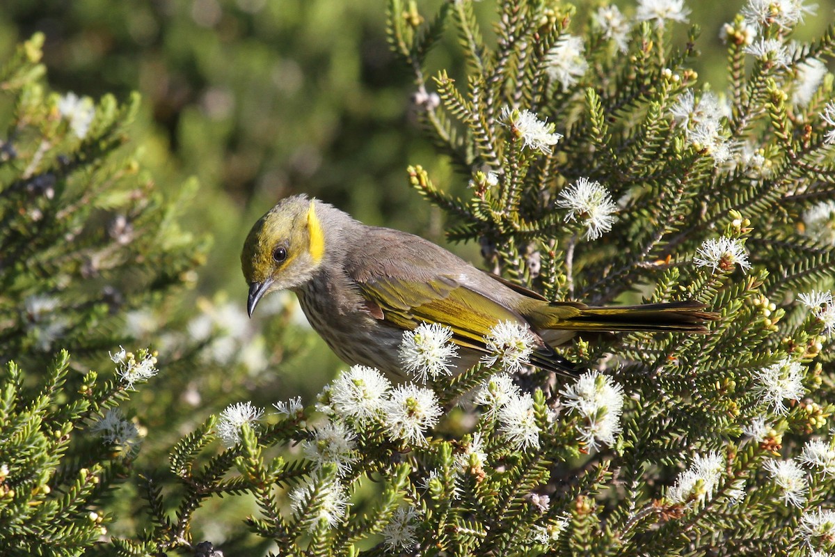 Yellow-plumed Honeyeater - Margot Oorebeek