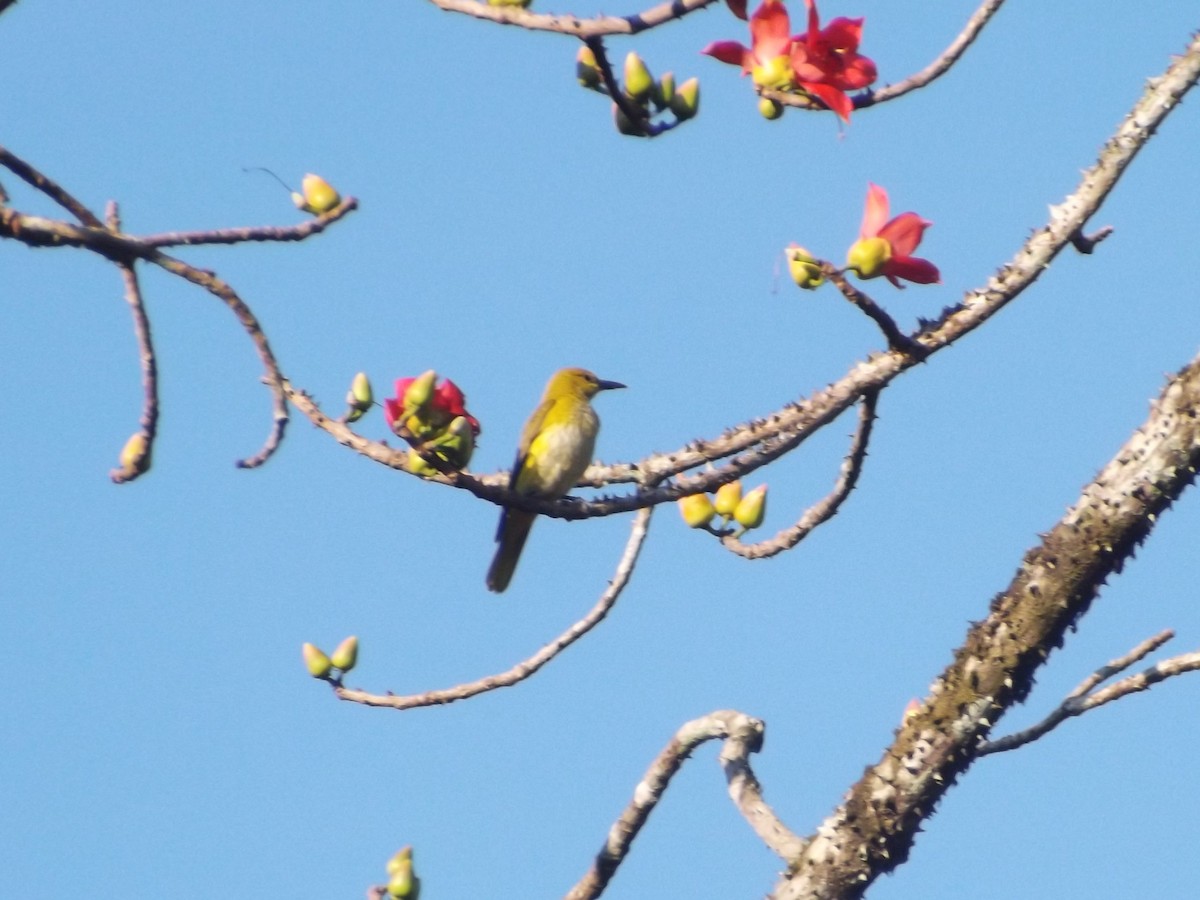 Indian Golden Oriole - Steffin Babu