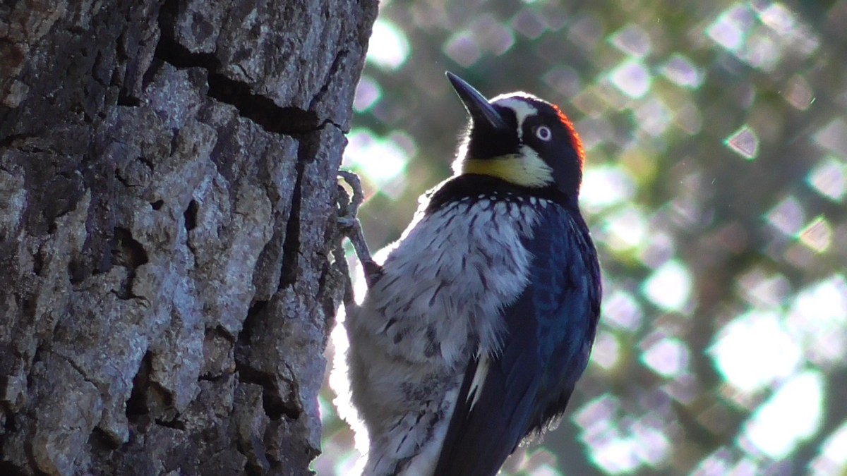 Acorn Woodpecker - Russell Peck