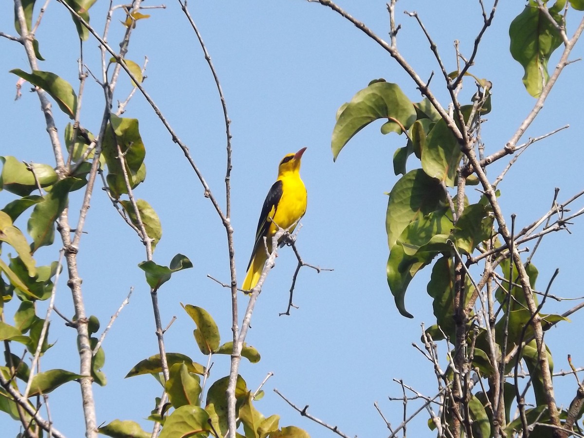 Indian Golden Oriole - Steffin Babu