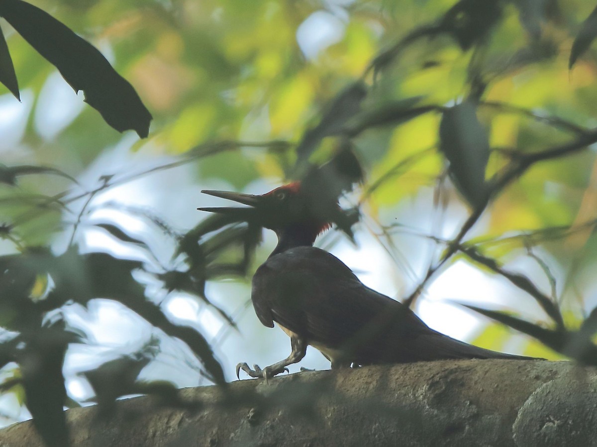 White-bellied Woodpecker - Arnab Pal