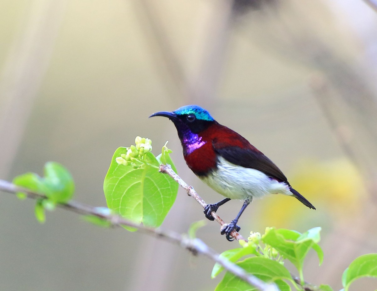 Crimson-backed Sunbird - Arnab Pal