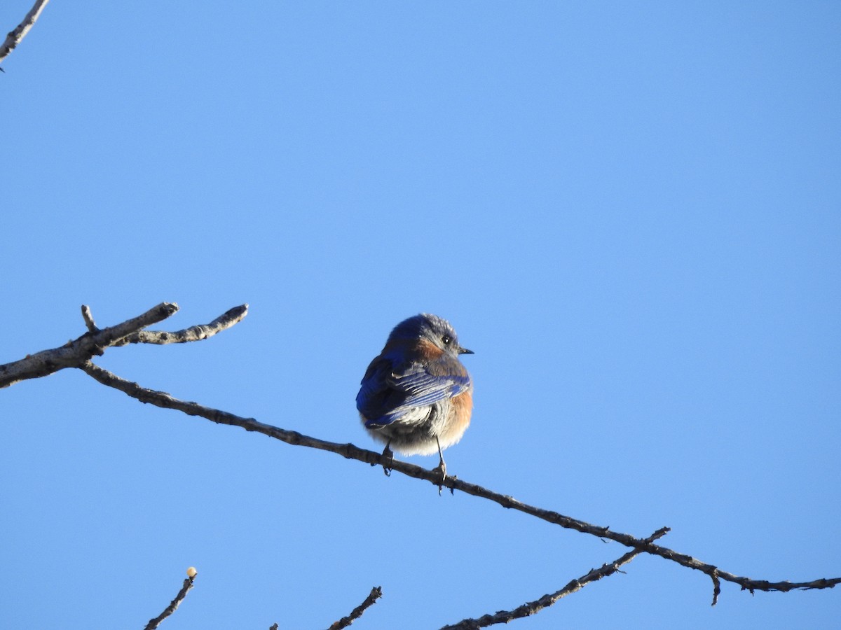 Western Bluebird - ML83660531