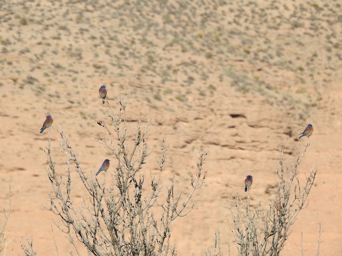 Western Bluebird - Jake Wasden