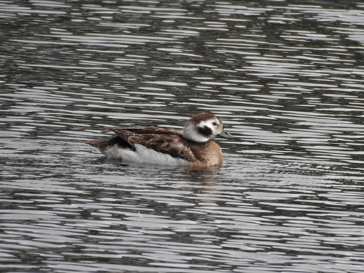 Long-tailed Duck - David W Foster