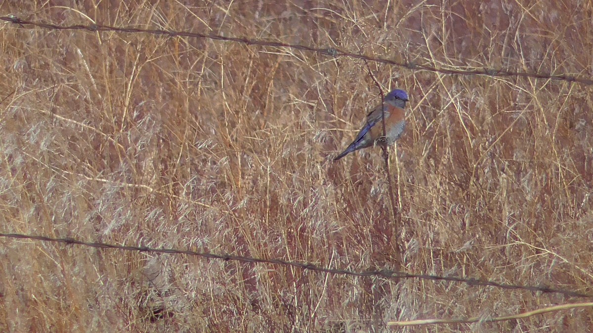 Western Bluebird - Russell Peck