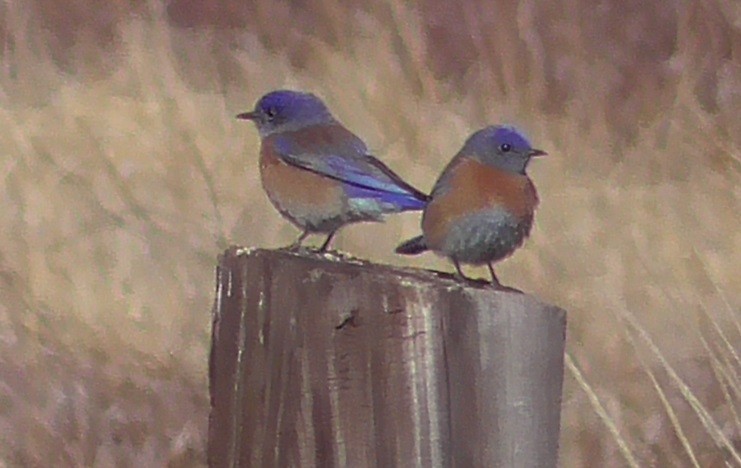 Western Bluebird - Russell Peck