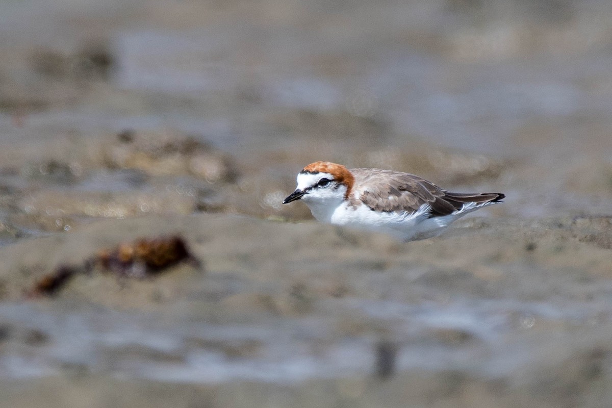 Red-capped Plover - Terence Alexander