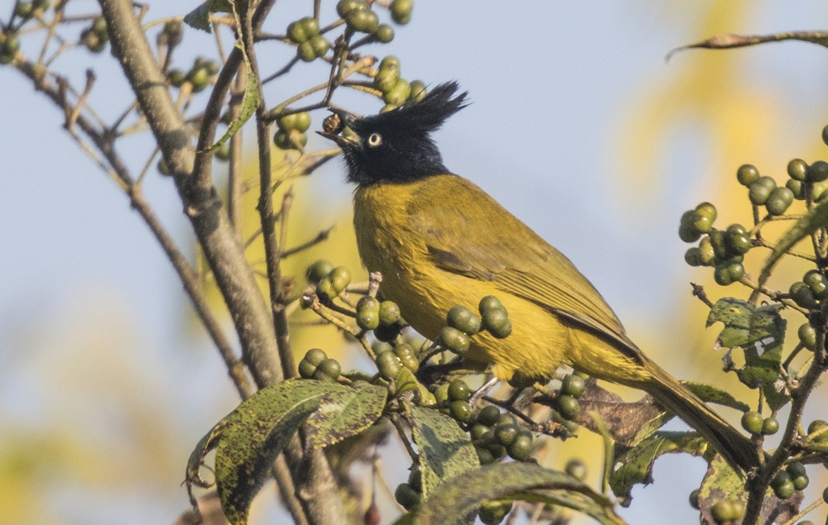 Black-crested Bulbul - Madhukar Dhiman