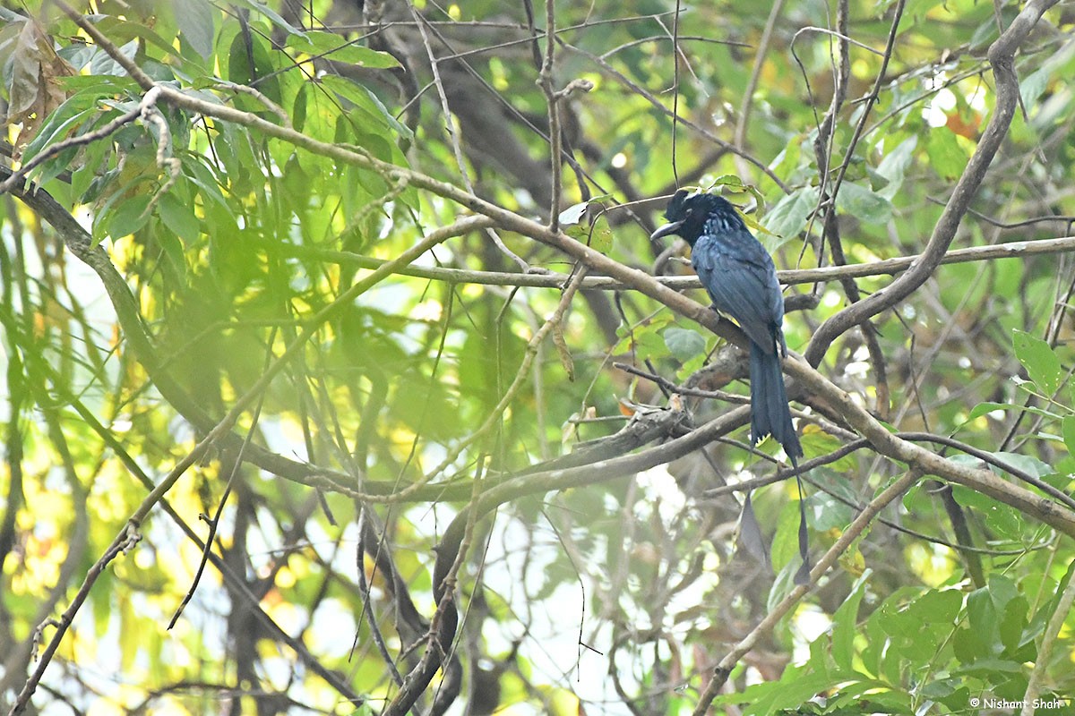 Drongo de Raquetas Grande - ML83666891