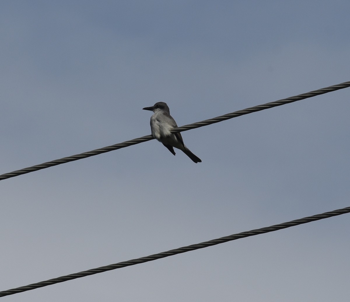 Gray Kingbird - ML83667401