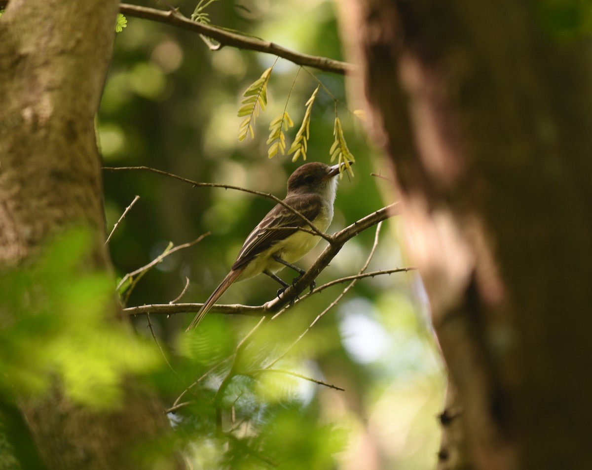 Grenada Flycatcher - ML83667501