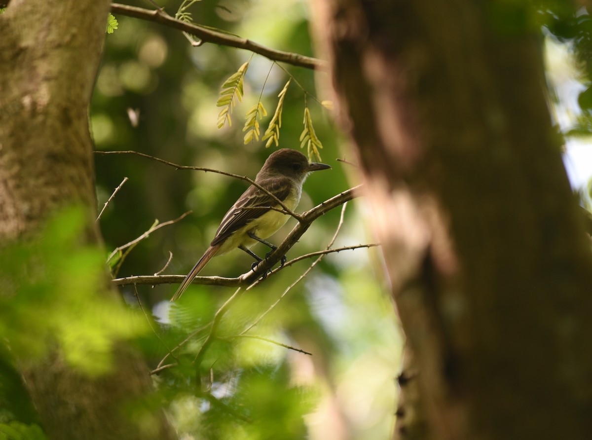 Grenada Flycatcher - ML83667521