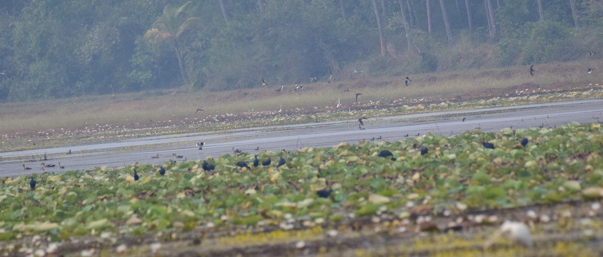 Cotton Pygmy-Goose - mathew thekkethala