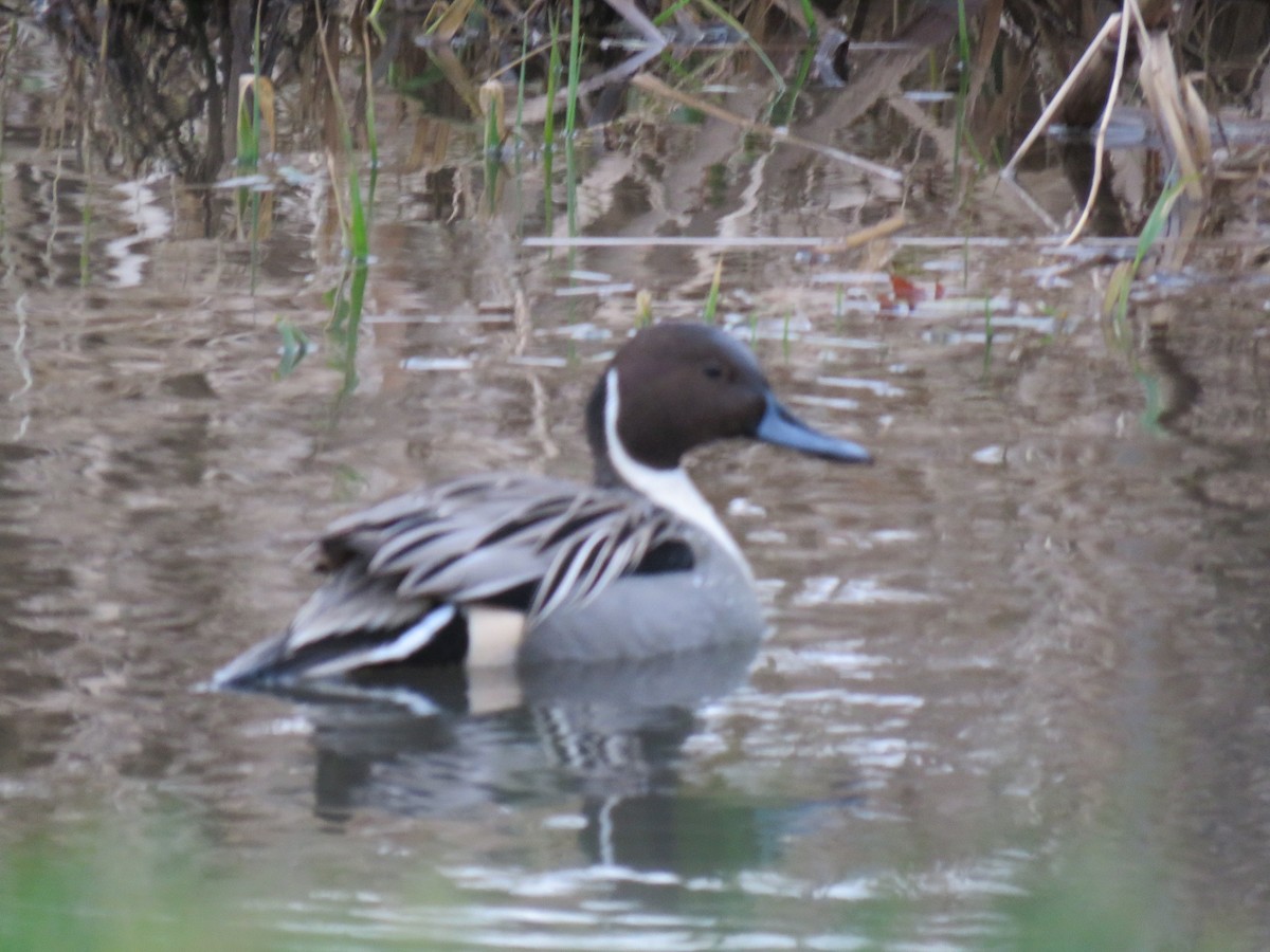 Northern Pintail - ML83669971