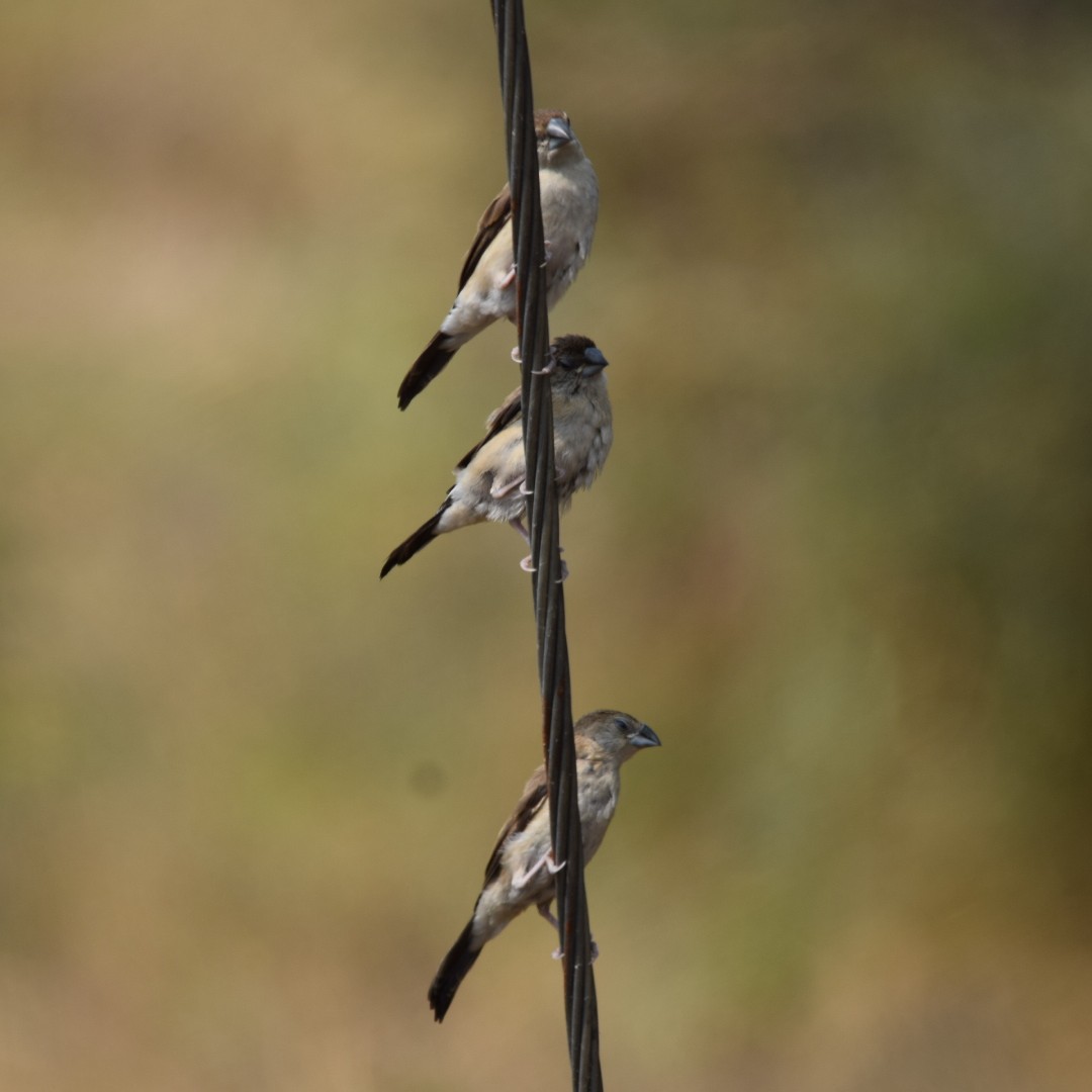 Indian Silverbill - ML83672561