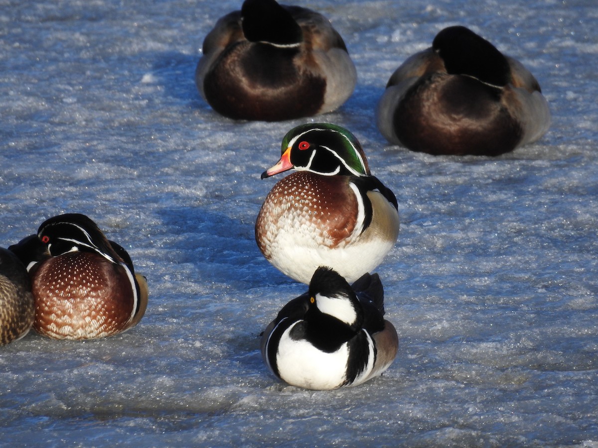 Wood Duck - Sharla Meester