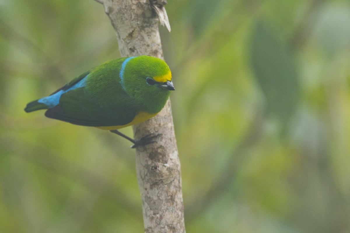 Blue-naped Chlorophonia - ML83674371