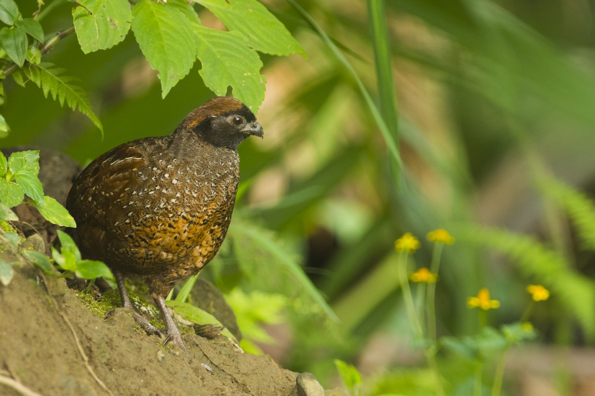 Black-fronted Wood-Quail - John Cahill xikanel.com