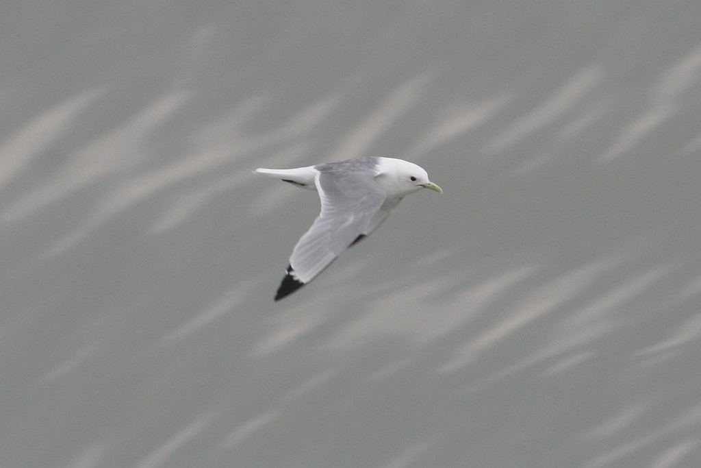 Mouette tridactyle - ML83675141